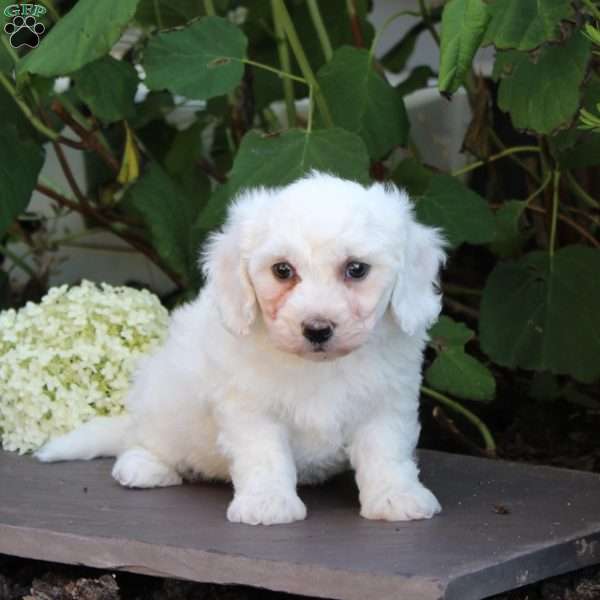 Marble, Bichon Frise Puppy
